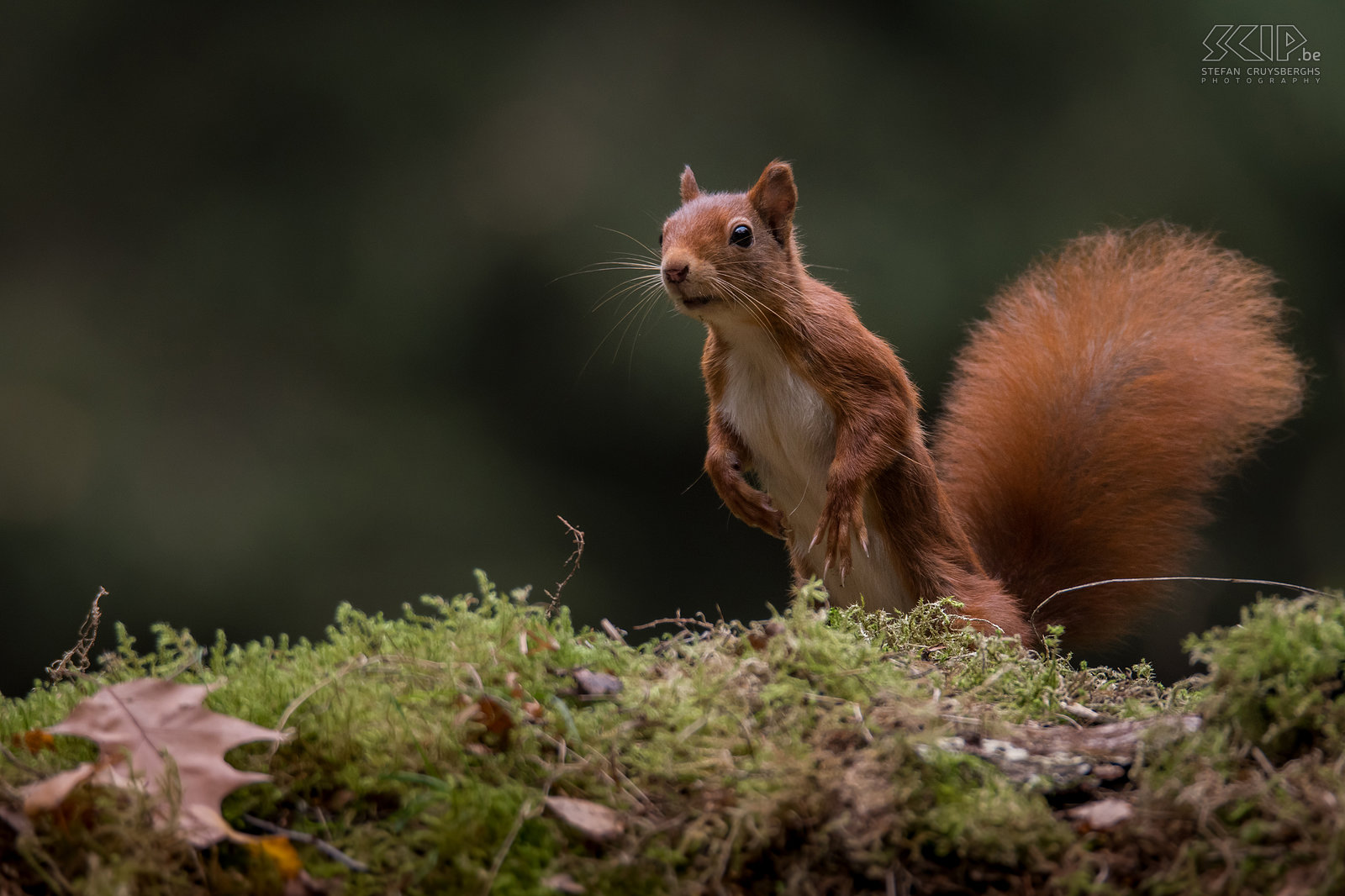 Eekhoorn De eekhoorn heeft lange, gekromde klauwen waarmee hij makkelijk in bomen klimmen en van tak naar tak springen. Stefan Cruysberghs